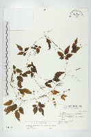 絞股藍藏品圖，第1張