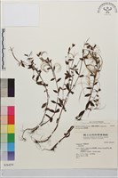 黑龍江柳葉菜藏品圖，第1張