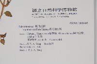 紫花鳳仙花藏品圖，第2張