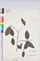 刺杜密藏品圖，第1張