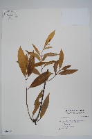 登錄號:S036497藏品圖，第1張