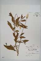 青葙藏品圖，第1張