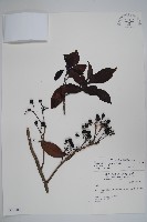 長花厚殼樹藏品圖，第1張