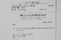 長花厚殼樹藏品圖，第2張