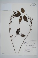 多子漿果莧藏品圖，第1張