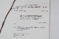 多子漿果莧藏品圖，第2張