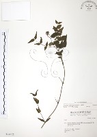 山素英藏品圖，第1張