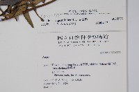 山橙藏品圖，第2張