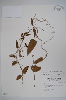 通天蓮藏品圖，第1張