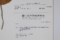 通天蓮藏品圖，第2張