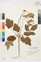 小白頭翁、野棉花藏品圖，第1張