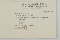 狗筋蔓藏品圖，第2張