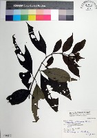 台北玉葉金花藏品圖，第1張