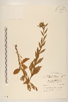 白頂飛蓬藏品圖，第1張