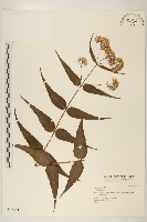 登錄號:S036541藏品圖，第1張