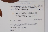 臺灣牛皮消、臺灣白薇藏品圖，第2張