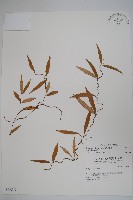 疏花鷗蔓藏品圖，第1張