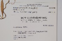 疏花鷗蔓藏品圖，第2張