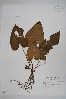 登錄號:S036557藏品圖，第1張