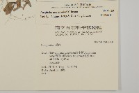 玉山抱莖籟簫藏品圖，第2張