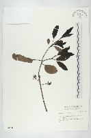 登錄號:S036566藏品圖，第1張