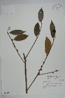 登錄號:S036567藏品圖，第1張