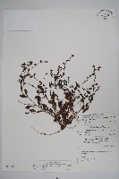 細纍子草藏品圖，第1張