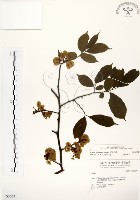 阿里山榆藏品圖，第1張