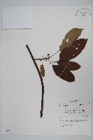 登錄號:S036579藏品圖，第1張