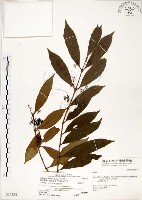 疏齒紫珠、恆春紫珠藏品圖，第1張