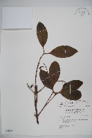 珊瑚樹藏品圖，第1張