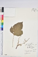 蟲屎藏品圖，第1張