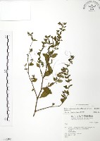 克非亞草藏品圖，第1張