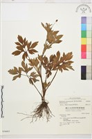 水辣菜、禺毛茛藏品圖，第1張