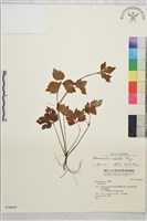 辣子草、揚子毛茛藏品圖，第1張