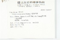 小萼佛甲草藏品圖，第2張