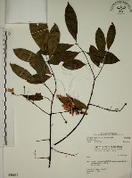 猿尾藤藏品圖，第1張