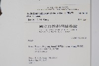 假酸漿藏品圖，第2張