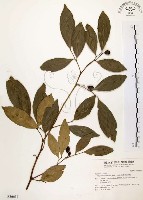 石苓舅藏品圖，第1張