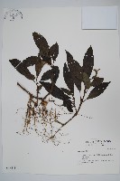 登錄號:S036618藏品圖，第1張