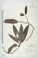 桃葉珊瑚藏品圖，第1張