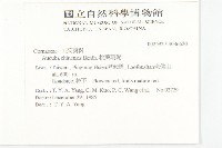 桃葉珊瑚藏品圖，第2張