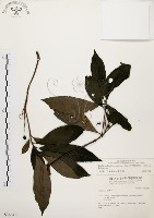 茜草樹藏品圖，第1張