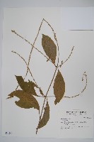 登錄號:S036643藏品圖，第1張