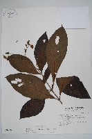 假酸漿藏品圖，第1張