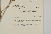 裂葉艾納香藏品圖，第2張