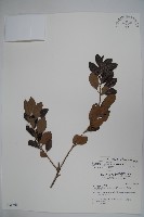 倒卵葉冬青、金平氏冬青藏品圖，第1張