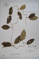 臺灣牛嬭菜藏品圖，第1張