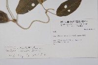 臺灣牛嬭菜藏品圖，第2張