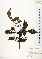 烏皮九芎、奮起湖野茉莉藏品圖，第1張